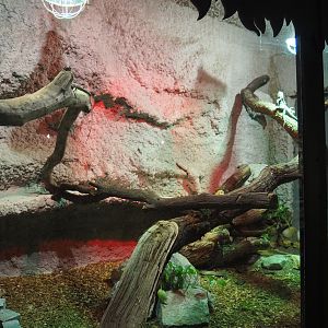 Frilled lizard terrarium, 2020-06-20