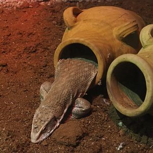 Savanna monitor (Varanus exanthematicus) in amphora, 2020-06-20