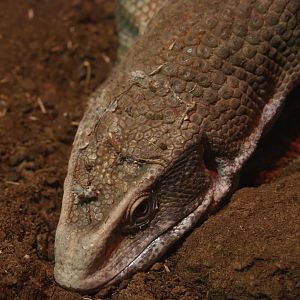 Savanna monitor (Varanus exanthematicus), 2020-06-20