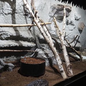Carpet python terrarium, 2020-06-20