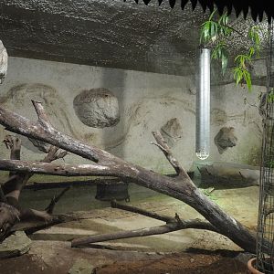 Philippine crocodile exhibit, 2020-06-20
