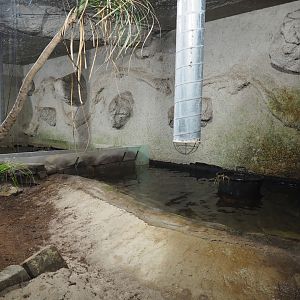 Philippine crocodile exhibit, 2020-06-20