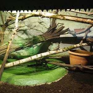 Chinese water dragon terrarium, 2020-06-20