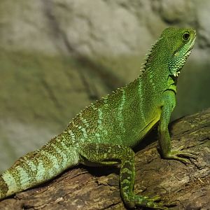 Chinese water dragon (Physignathus cocincinus), 2020-06-20