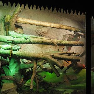 Green iguana terrarium, 2020-06-20