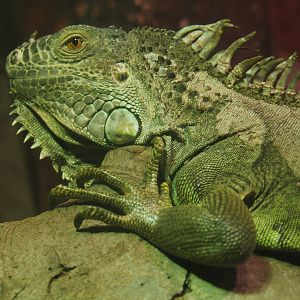 Green iguana (Iguana iguana), 2020-06-20