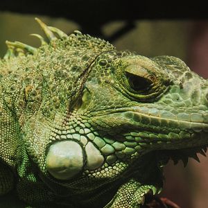 Green iguana (Iguana iguana), 2020-06-20