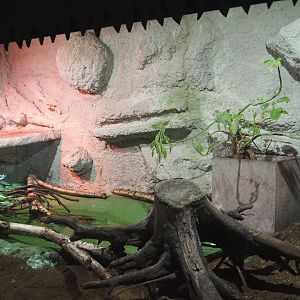 Yellow anaconda terrarium, 2020-06-20