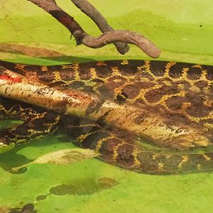 Yellow anaconda (Eunectes notaeus) in the pool, 2020-06-20