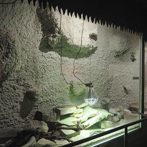 Giant plated lizard terrarium, 2020-06-20