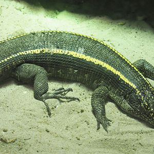 Giant plated lizard (Matobosaurus validus), 2020-06-20
