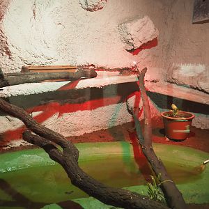 Ball python terrarium, 2020-06-20