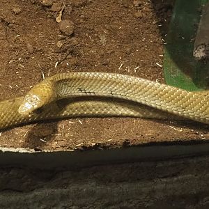 Indigo snake (Drymarchon corais), 2020-06-20
