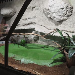 Indigo snake terrarium, 2020-06-20