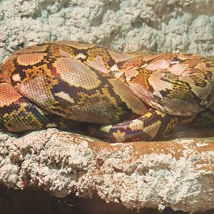 Reticulated python (Malayopython reticulatus), 2020-06-20