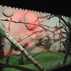 Boa constrictor terrarium, 2020-06-20