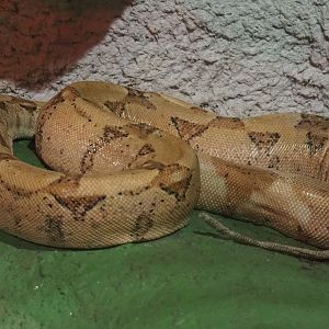Boa constrictor, 2020-06-20