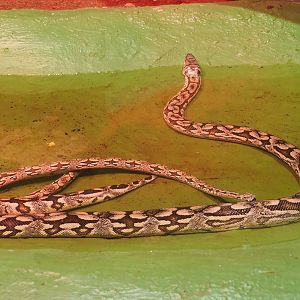 Dumeril's boas (Acrantophis dumerili) in the pool, 2020-06-20