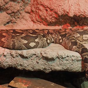Dumeril's boa (Acrantophis dumerili), 2020-06-20