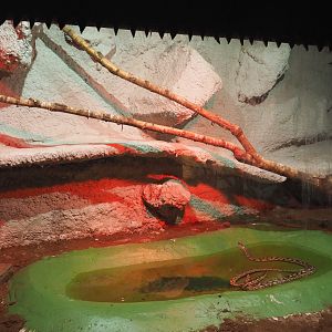 Dumeril's boa terrarium, 2020-06-20