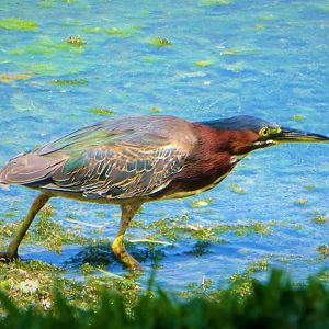 Green Heron