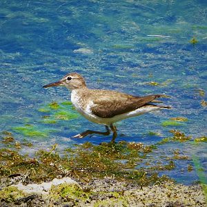 Spotted Sandpiper