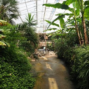 View into the tropical hall upon leaving the reptile corridor, 2020-06-20