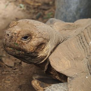 African spurred tortoise (Centrochelys sulcata), 2020-06-20