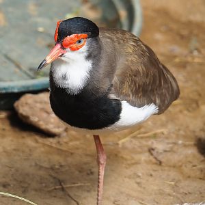 Masked lapwing X Southern lapwing hybrid (Vanellus miles miles X V. chilensis), 2020-06-20
