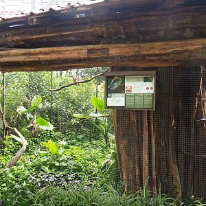 Blue-winged kookaburra aviary, 2020-06-20