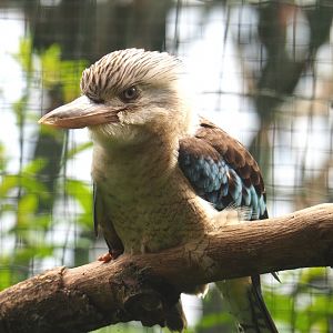Blue-winged Kookaburra (Dacelo leachii), 2020-06-20