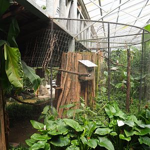 Blue-winged kookaburra aviary, 2020-06-20