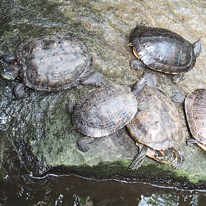 Red-eared and Yellow-bellied sliders (Trachemys scripta elegans and T. s. scripta), 2020-06-20