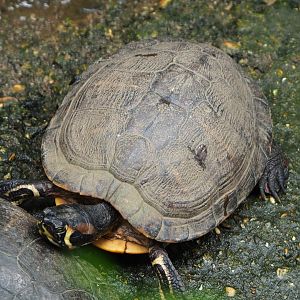 Red-eared slider (Trachemys scripta elegans), 2020-06-20