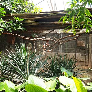 Congo African grey parrot aviary, 2020-06-20