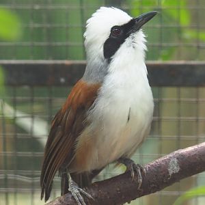 White-crested laughingthrush (Garrulax leucolophus), 2020-06-20
