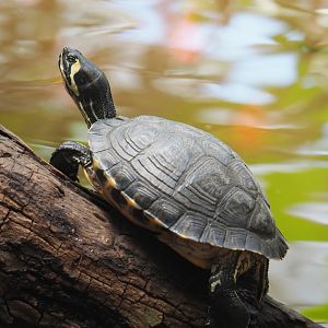 Yellow-bellied slider (Trachemys scripta scripta), 2020-06-20