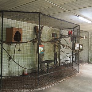 Indoor aviaries Scarlet macaws and Eleonora sulphur-crested cockatoos, 2020-06-20