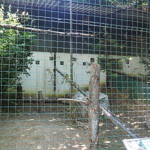 Siberian eagle-owl aviary, 2020-06-20