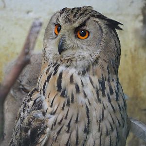 Western Siberian eagle-owl (Bubo bubo sibiricus), 2020-06-20