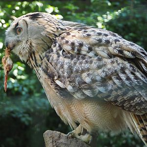 Western Siberian eagle-owl (Bubo bubo sibiricus) with lunch, 2020-06-20