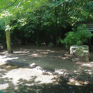 Demoiselle crane exhibit, 2020-06-20