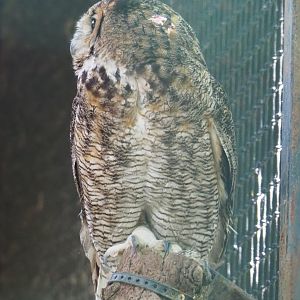 Great horned owl (Bubo virginianus), 2020-06-20