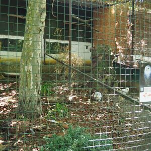 Snowy owl aviary, 2020-06-20