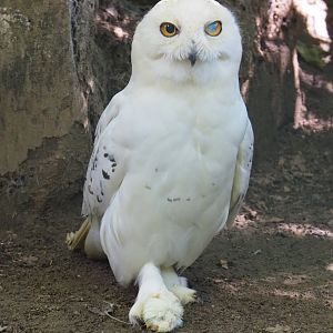 Male Snowy owl (Bubo scandiacus), 2020-06-20
