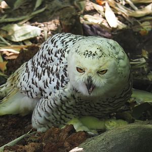 Female Snowy owl (Bubo scandiacus), 2020-06-20