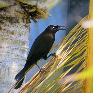 Florida Grackle