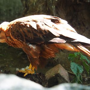 Long-legged buzzard (Buteo rufinus), 2020-06-20
