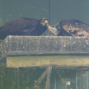 Adult and juvenile Steppe eagle on nest (Aquila nipalensis), 2020-06-20