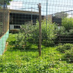 American black vulture and Common black kite aviary, 2020-06-20
